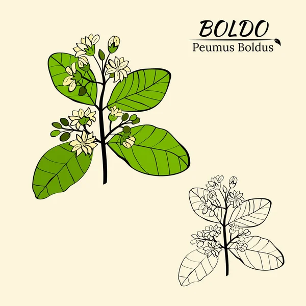 Boldo Peumus Boldus Pianta Culinaria Aromatica Medicinale Serie Rami Foglie Vettoriali Stock Royalty Free