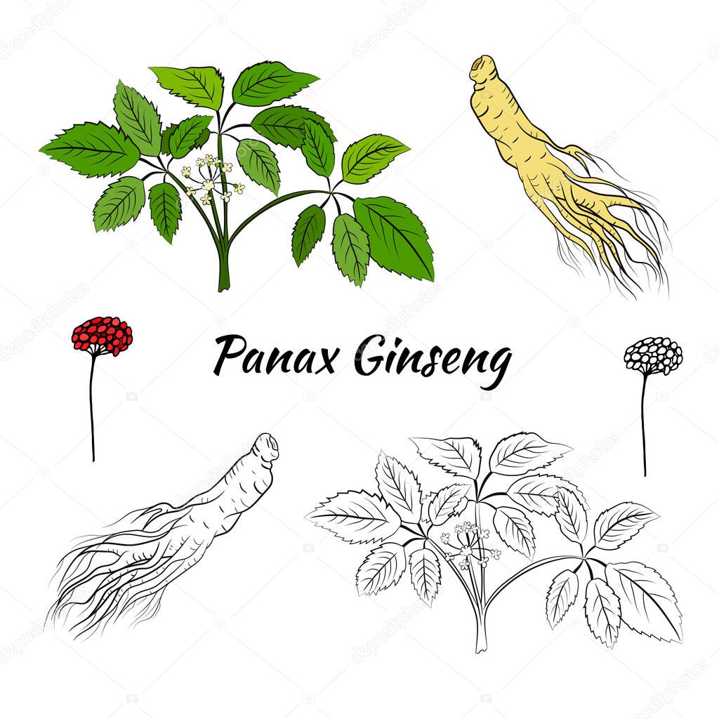 Drawing of leaves and root of ginseng. Ginseng root and berry vector drawing. A sketch of a medicinal plant. Linear graphic design. 