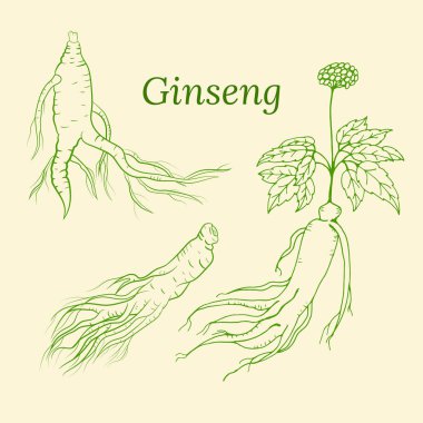 Yaprak ve ginseng kökü çiziyorum. Ginseng kökü ve böğürtlen vektör çizimi. Tıbbi bir bitkinin çizimi. Doğrusal grafik tasarımı. 