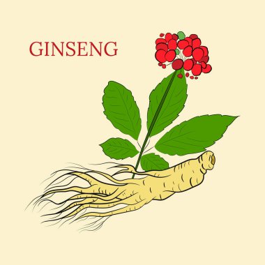 Yaprak ve ginseng kökü çiziyorum. Ginseng kökü ve böğürtlen vektör çizimi. Tıbbi bir bitkinin çizimi. Doğrusal grafik tasarımı. 