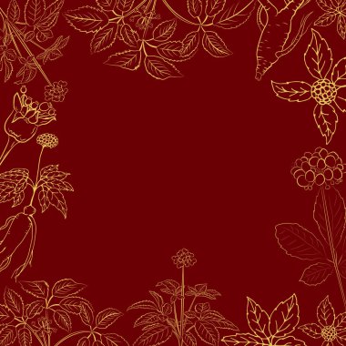 Yaprak ve ginseng kökü çiziyorum. Ginseng kökü ve böğürtlen vektör çizimi. Tıbbi bir bitkinin çizimi. Doğrusal grafik tasarımı. 