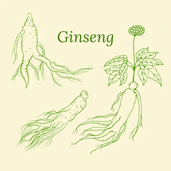 Zeichnung Von Blättern Und Wurzel Von Ginseng Ginseng Wurzel Und — Stockvektor
