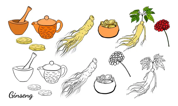 Yaprak ve ginseng kökü çiziyorum. Ginseng kökü ve böğürtlen vektör çizimi. Tıbbi bir bitkinin çizimi. Doğrusal grafik tasarımı. 