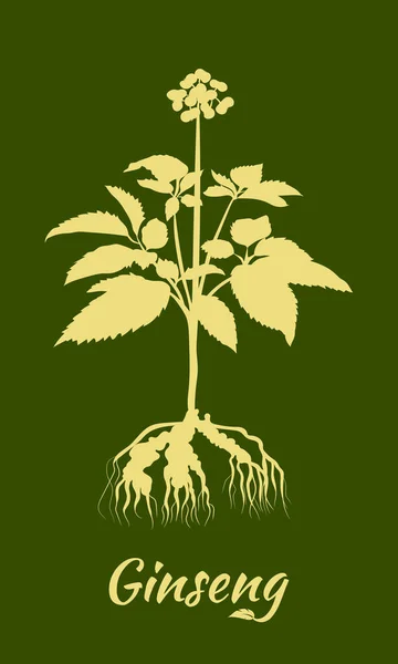 高麗人参の葉や根を描く 人参の根とベリーベクトルの描画 薬用植物のスケッチ 線形グラフィックデザイン — ストックベクタ