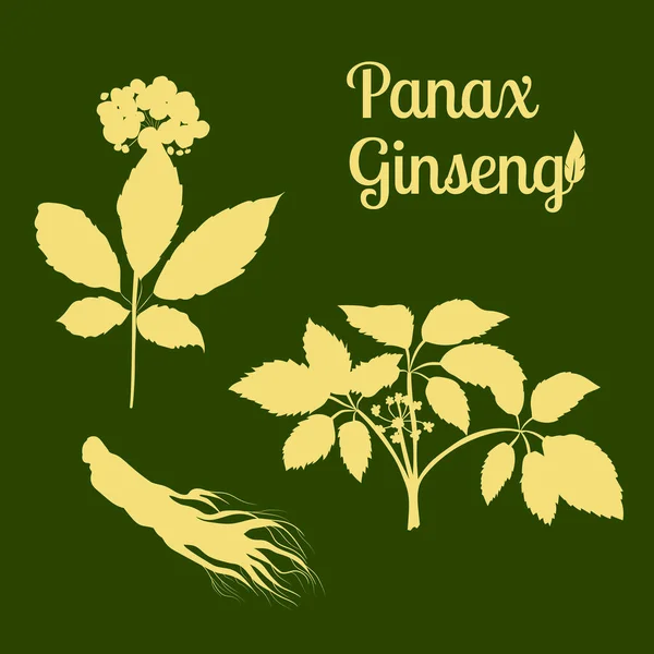 Yaprak Ginseng Kökü Çiziyorum Ginseng Kökü Böğürtlen Vektör Çizimi Tıbbi — Stok Vektör