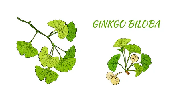 Set Von Handgezeichneten Blättern Ginkgo Biloba Sammeln Ginkgo Biloba Isolierte — Stockvektor