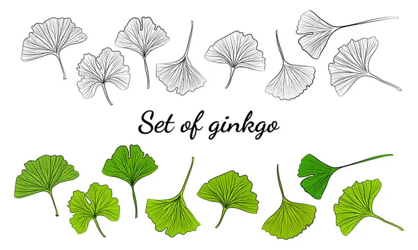 Set Von Handgezeichneten Blättern Ginkgo Biloba Sammeln Ginkgo Biloba Isolierte — Stockvektor