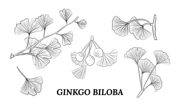 Set Von Handgezeichneten Blättern Ginkgo Biloba Sammeln Ginkgo Biloba Isolierte — Stockvektor