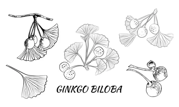 一連の手描きの葉銀杏のビロバ イチョウの木の枝の上に孤立した葉を集めます 植物のセット 手描きベクトルスケッチ — ストックベクタ