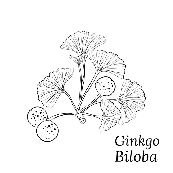 Yapımı Ginkgo Biloba Yaprakları Koleksiyon Ginkgo Biloba Yaban Mersinli Yapraklar — Stok Vektör