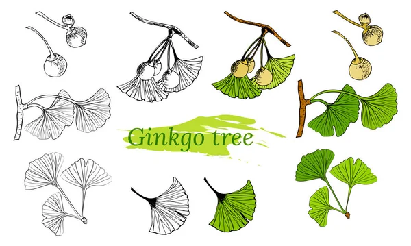 Conjunto Folhas Desenhadas Mão Ginkgo Biloba Coleção Ginkgo Biloba Folhas — Vetor de Stock