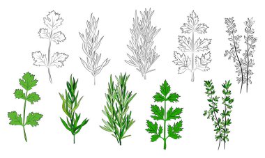 Mutfak baharatları ve şifalı bitkiler. Popüler mutfak bitkileri, doğal sağlık hizmetleri. Antika şifalı bitkiler ve bitkiler. Nane ve biberiye, fesleğen, kekik, maydanoz, dereotu, defne yaprağı, kekik, adaçayı.