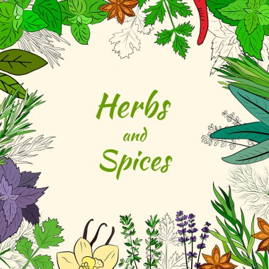 Mutfak baharatları ve şifalı bitkiler. Popüler mutfak bitkileri, doğal sağlık hizmetleri. Antika şifalı bitkiler ve bitkiler. Nane ve biberiye, fesleğen, kekik, maydanoz, dereotu, defne yaprağı, kekik, adaçayı.