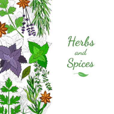 Mutfak baharatları ve şifalı bitkiler. Popüler mutfak bitkileri, doğal sağlık hizmetleri. Antika şifalı bitkiler ve bitkiler. Nane ve biberiye, fesleğen, kekik, maydanoz, dereotu, defne yaprağı, kekik, adaçayı.