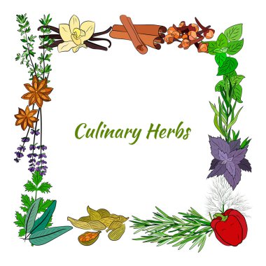 Mutfak baharatları ve şifalı bitkiler. Popüler mutfak bitkileri, doğal sağlık hizmetleri. Antika şifalı bitkiler ve bitkiler. Nane ve biberiye, fesleğen, kekik, maydanoz, dereotu, defne yaprağı, kekik, adaçayı.