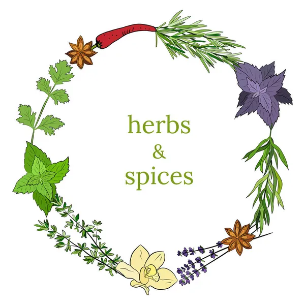 Uppsättning Kulinariska Kryddor Och Örter Populära Kulinariska Växter Naturlig Hälsovård — Stock vektor