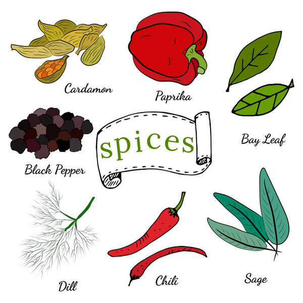 Set of culinary spices and herbs. Popular culinary plants, natural health care. Vintage Medicinal Herbs and plants. Mint and rosemary, basil, thyme, parsley, dill, bay leaf, oregano, sage.