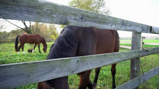 フェンスの後ろに2頭の馬が草を食べている そのうちの1人は突然草の茂みから涙を流し それを噛む 明るい緑の草 — ストック動画