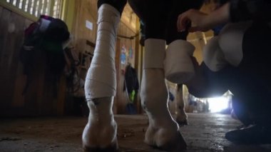 Atın arka bacağı korunmak için beyaz bir bandajla sarılmış. Video, performans için bir atın bacağının nasıl bandajlanacağını gösteriyor.