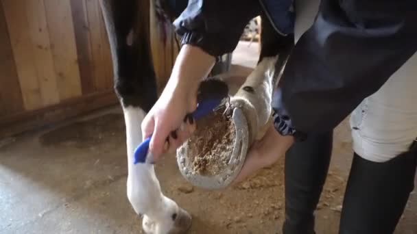 Atın Toynağını Kumdan Temizlerken Kamera Yavaşça Yaklaşır — Stok video