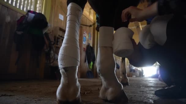 Kůň Zadní Nohu Ovinutou Bílým Obvazem Ochranu Video Ukazuje Jak — Stock video