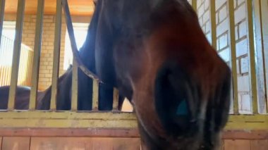 Ahırdaki bir at kamerayı kokluyor. Yakın plan.