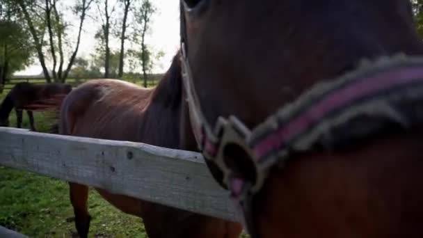 One Horse Sniffs Camera Close Two Horses Graze Its Background — Stock Video