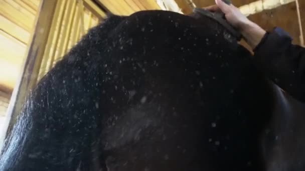 Girl Hand Brushing Horse Dust Flies Camera — Stock Video