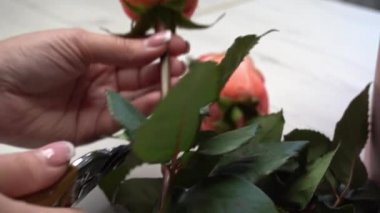 Gül goncası kesilmiş, güller masanın üzerinde yatıyor.