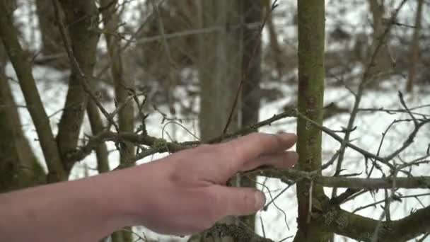 Winter Kawałek Gałęzi Jest Wycięty Drzewa — Wideo stockowe