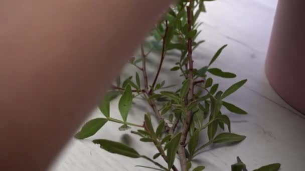 Florista Corta Vegetação Para Buquê Verdes Estão Mesa — Vídeo de Stock