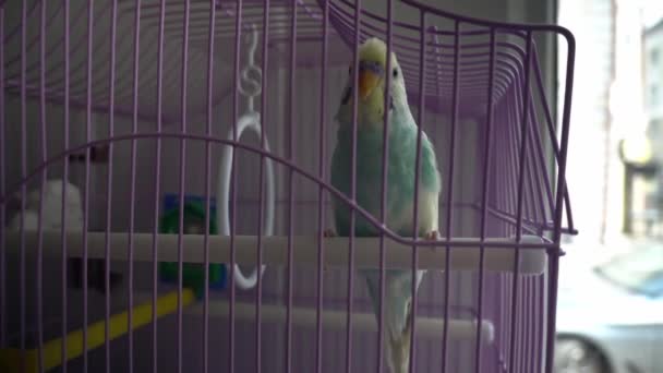 Perroquet Ondulé Blanc Bleu Qui Court Dans Une Cage — Video