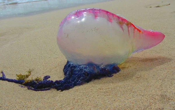 Portuguese Man Water Washed Sandy Beach — Stock Photo, Image