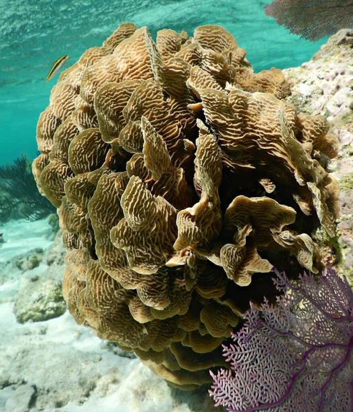 Zbliżenie Kolonii Cienkich Liści Sałaty Koralowej Agaricia Tenuifolia — Zdjęcie stockowe