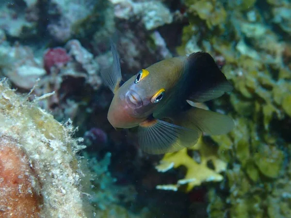 Three Spot Damselfish Facing Camera — Zdjęcie stockowe