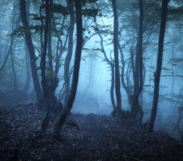 春天黄昏的时候 美丽的神秘森林在蓝雾中 黑暗的树林 五彩斑斓的风景 绿叶弥漫在云雾中 在梦幻般的雾蒙蒙的森林里 有小路的场景 自然背景 — 图库照片