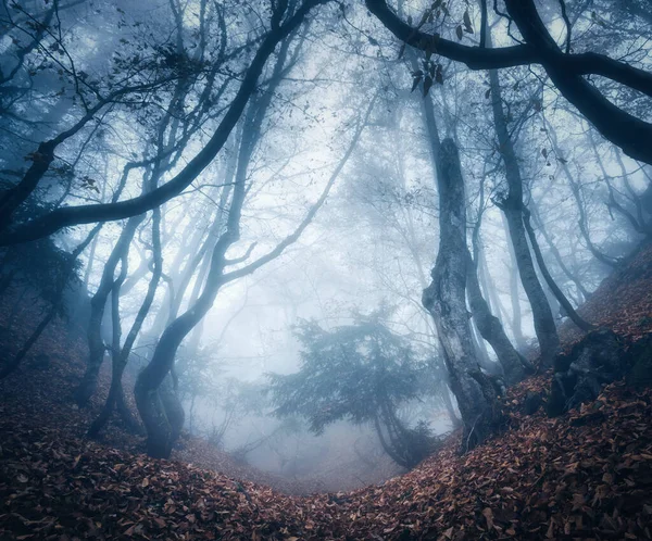 Dromerig Herfstbos Blauwe Mist Kleurrijk Landschap Met Prachtige Betoverde Bomen — Stockfoto