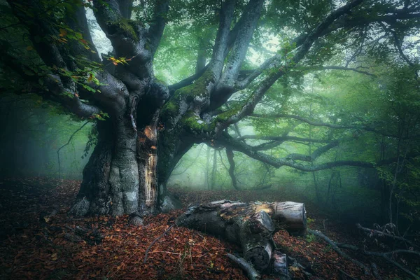 Old Magical Tree Big Branches Green Red Leaves Fog Dusk — 图库照片