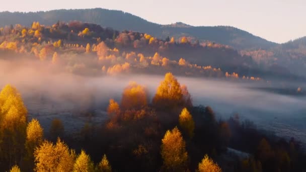 Aerial view of mountain forest in low clouds at sunrise in autumn — Vídeo de stock