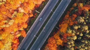 Gün batımında güzel bir sonbahar ormanında yol manzarası.