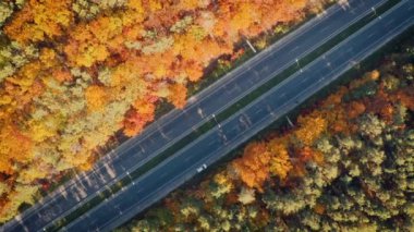 Gün batımında güzel bir sonbahar ormanında yol manzarası.