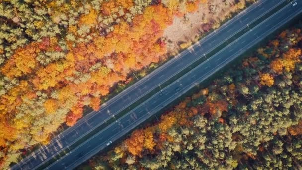 Letecký pohled na silnici v krásném podzimním lese při západu slunce — Stock video