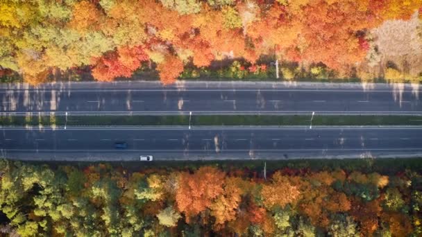 Vista aérea de la carretera en el hermoso bosque de otoño al atardecer — Vídeo de stock