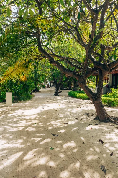 Beautiful Island Road Tropical Trees Maldives — Fotografia de Stock