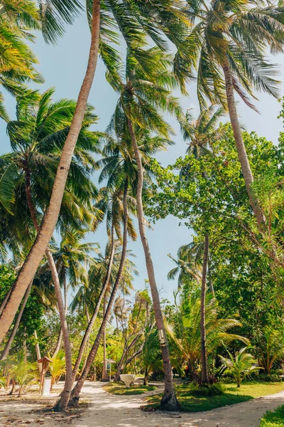 Hermoso Camino Isla Con Palmeras Maldivas Imágenes de stock libres de derechos