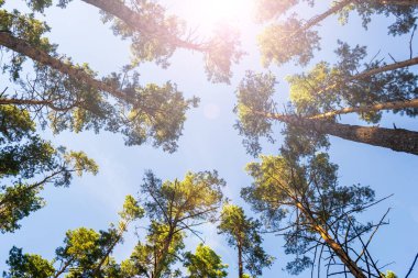 Çam ağaçlarının dipten görünüşü. Güneş ışığı. Çam ağaçlarının gövdeleri gökyüzüne karşı