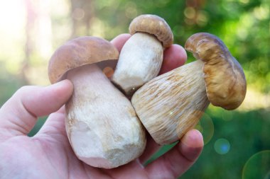 Erkeklerin elinde beyaz mantar. Mantar toplama. Sonbahar ormanı. Sonbahar ilhamı