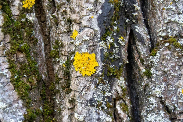 Blaf Van Een Oude Eikenboom Van Dichtbij Oude Houtoppervlaktestructuur — Stockfoto