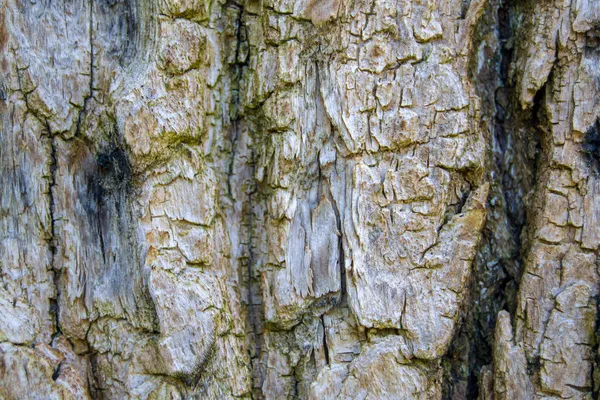 Blaf Van Een Oude Eikenboom Van Dichtbij Oude Houtoppervlaktestructuur — Stockfoto