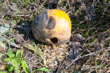Çürümüş balkabağı ve yere düşmüş taneler.